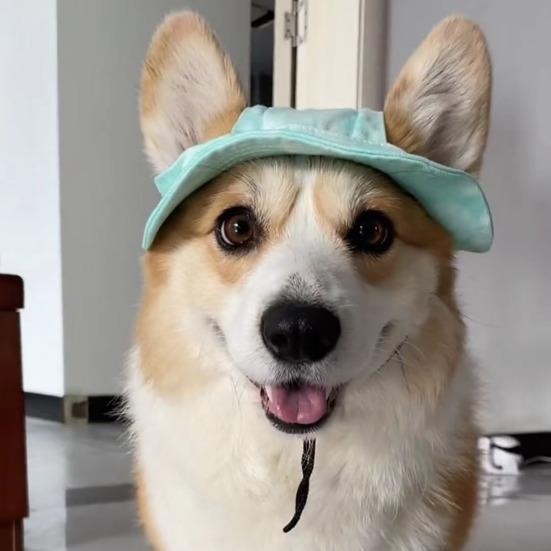 Corgi Sun Hat Pet Cap with Ear Holes Dog Sun Cap with Adjustable Neck Strap for Small And Medium Sized Pets Outdoor Sun Protection