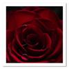 Canvas print, The charm of the red rose
