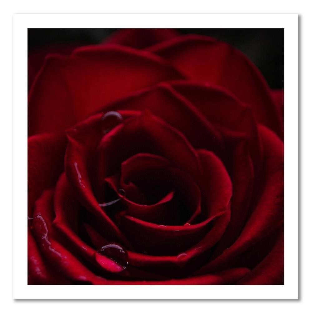 Canvas print, The charm of the red rose