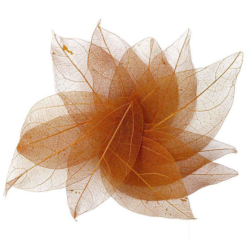 Тиснение 30 шт. Сухоцветы Чехол для телефона DIY Орнамент Аксессуары Ручная работа Материал Натуральный Алмаз Вены Изготовление Тиснение