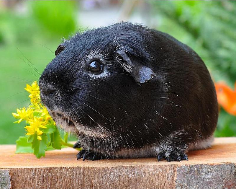 5D DIY Алмазная картина Единороги и женщины Пейзаж Луна Полная площадь/круглая Алмазная вышивка Собака Животные Стразы Мозаика Декор для дома