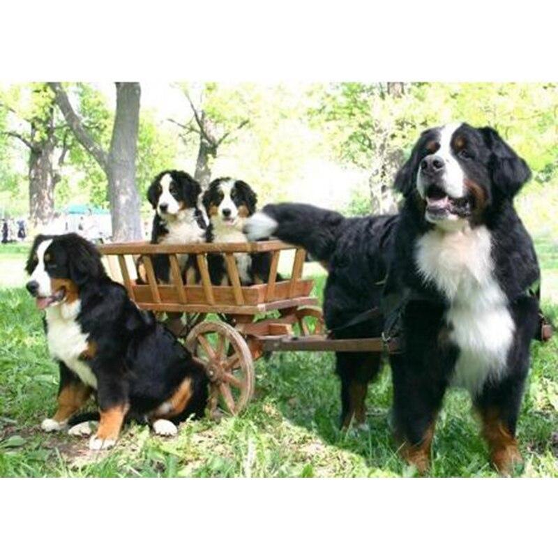 Полный 5D Алмазная картина Живая собака DIY Алмазная вышивка Алмазная мозаика Наборы для вышивки крестом Домашний декор Подарок