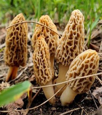 Мицелий белокурого сморчка - Набор для выращивания грибов - Выращивание спор грибов