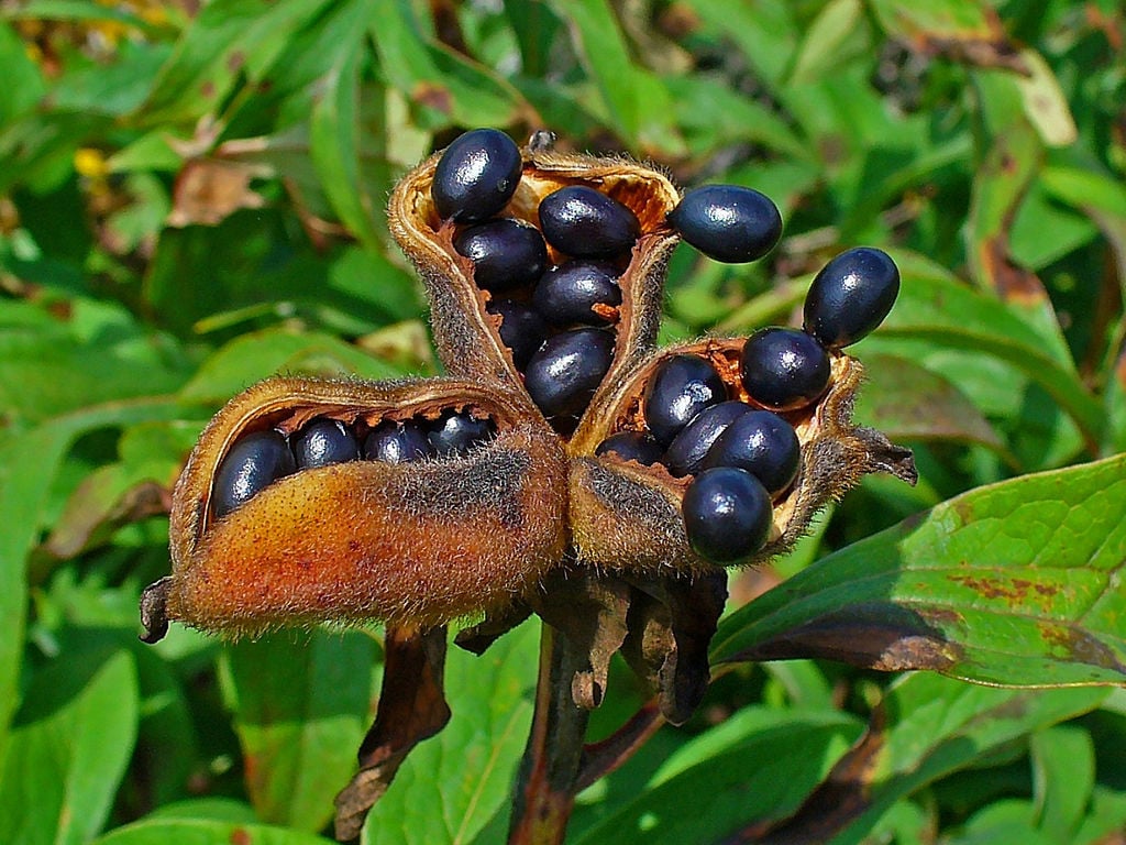 5 Семена пиона СВЕТЛО-ЗОЛОТИСТО-ЖЕЛТЫЕ " - СВЕЖИЕ СЕМЕНА