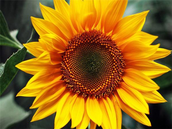 5D DIY Алмазная картина Подсолнух, полная дрель, круглая рукоделие, художественная Алмазная вышивка, набор для вышивки крестом, украшение дома