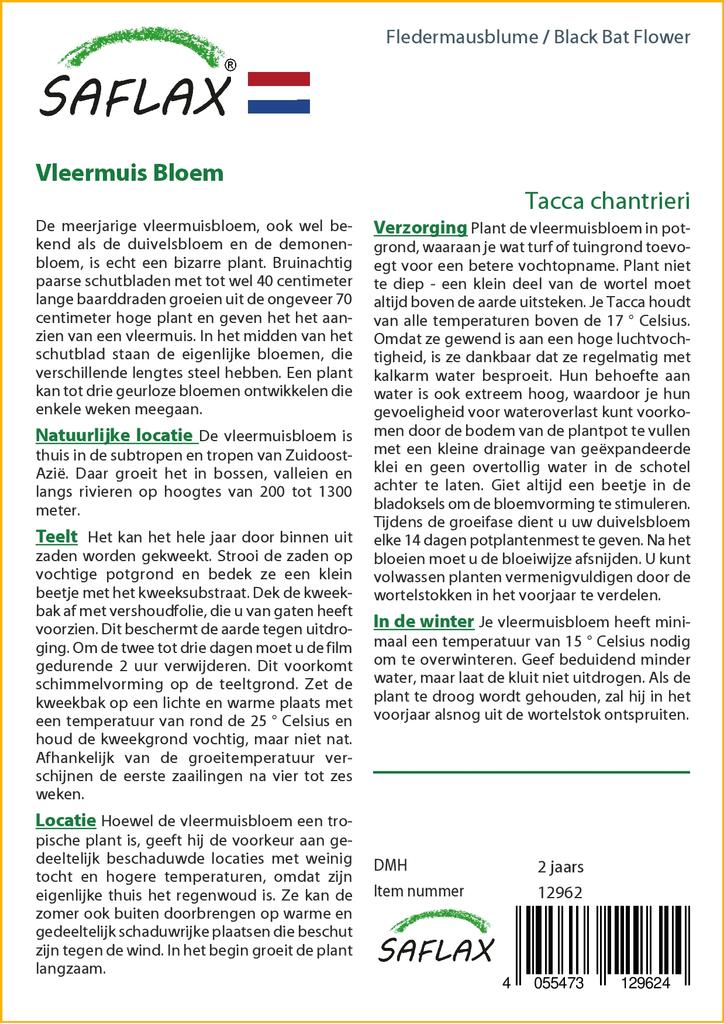 SAFLAX Цветок черной летучей мыши - 10 семян - Tacca chantrieri