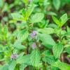 1000 Pennyroyal Mint Seeds (Mentha Pulegium) Reproducible Unprocessed