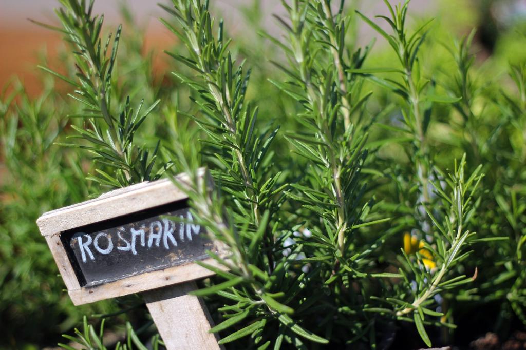 SAFLAX Garden in the Bag - Органический - Розмарин - 40 семян - С субстратом в удобном стоячем пакете - Rosmarinus officinalis