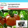 Подарочный набор - Помидоры - Розовый Брендивайн - 10 семян - С подарочной коробкой, карточкой, этикеткой и субстратом для горшков - Lycopersicon esculentum