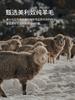 Men's 100% Sheep Wool Autumn Light Luxury Thick Style Long-Sleeved Sweater