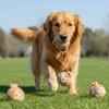 Bite Resistant Dog Elastic Ball Money Bag Shape Pet Interactive Ball  Interactive Play