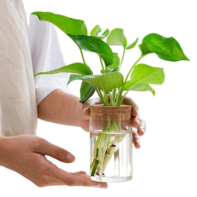 1 шт. Круглая ваза для цветов Гидропонный контейнер Настольная кашпо Декор Стеклянная бутылка с деревянной пробкой для выращивания зеленых растений