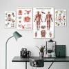 Human Anatomy Muscle System Poster Art Print Human Body Picture Medical Education Home Decoration Painting Canvas Painting No Frame