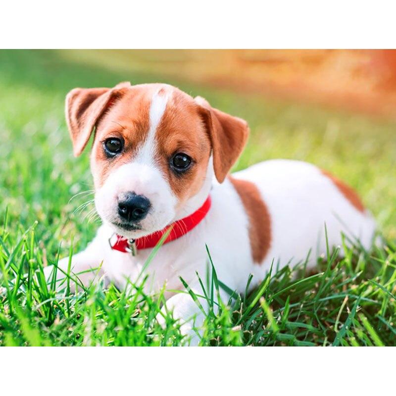 Новый 5D DIY алмазная живопись собака цветок Алмазная вышивка животное вышивка крестиком полная круглая дрель домашний декор ручной художественный подарок