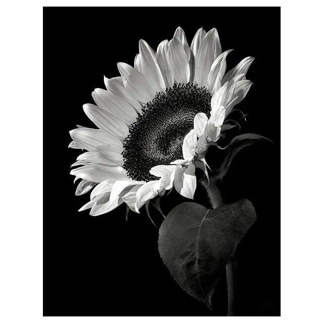 Черно-белые цветы подсолнуха, лилии, принты, постер, холст, живопись, современные настенные художественные картины для гостиной, спальни, домашний декор, без рамки