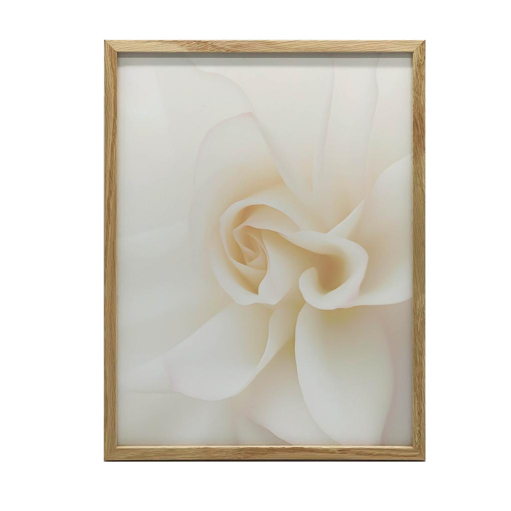 Eteryczna Białość Róży Eteryczna Białość Róży, 40X50 Cm, Rama Aluminiowa Złota, Papier Matowy 230 Gsm