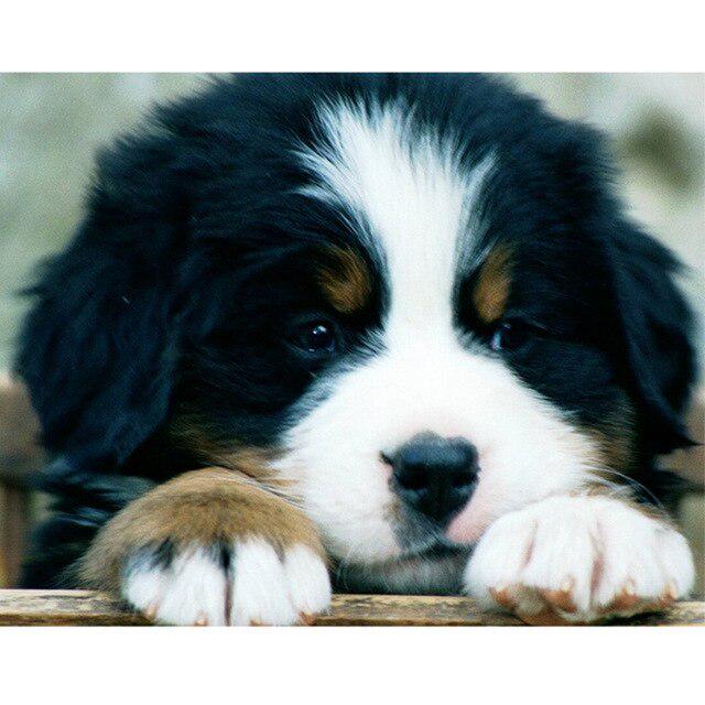 DIY 5D Алмазная картина Собака Вышивка крестиком Алмазная вышивка Продажа Животное Мозаика Стразы Фотографии