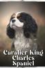 Книга Cavalier King Charles Spaniel : Dog Breed Overview and Guide