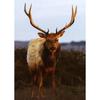 Modern Forest Grassland Wildlife Lion Tiger Panda Falcon Brown Bear Poster Canvas Paintings Wall Art Pictures Home
