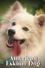 Книга American Eskimo Dog : Dog Breed Overview and Guide