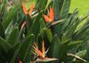 SAFLAX - Gift Set - Bird of Paradise - 5 seeds - With gift box, card, label and potting substrate - Strelitzia reginae