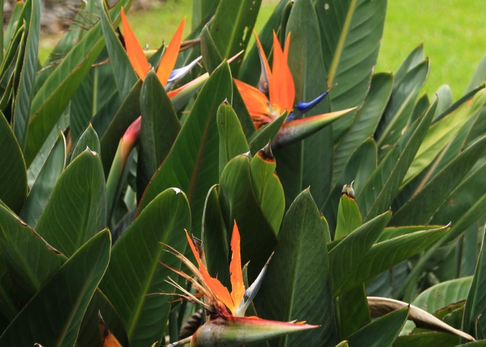 SAFLAX - Gift Set - Bird of Paradise - 5 seeds - With gift box, card, label and potting substrate - Strelitzia reginae