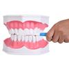 Dental Teaching Teeth Model with Toothbrush Children Education Teeth Brushing Model Oral Care