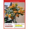 Blooming Tower Kaja Bougainvillea: Potted Indoor Flower Seedlings for Balconies