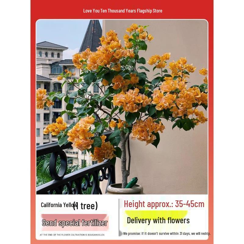 Blooming Tower Kaja Bougainvillea: Potted Indoor Flower Seedlings for Balconies