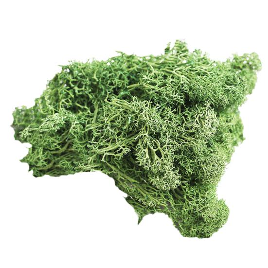 Искусственное растение консервированный цветок олений мох DIY Craft Garden Home Decor