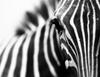 Szklana Płyta Deska Do Krojenia 52X40 Zebra