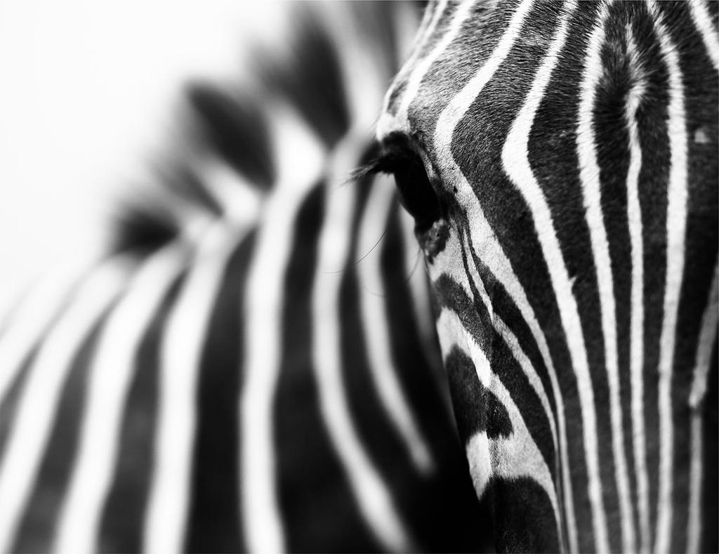 Szklana Płyta Deska Do Krojenia 52X40 Zebra