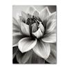 Black and white floral wall art canvas painting, Home Decor Poster, bedroom decoration, Nordic abstract flower photos