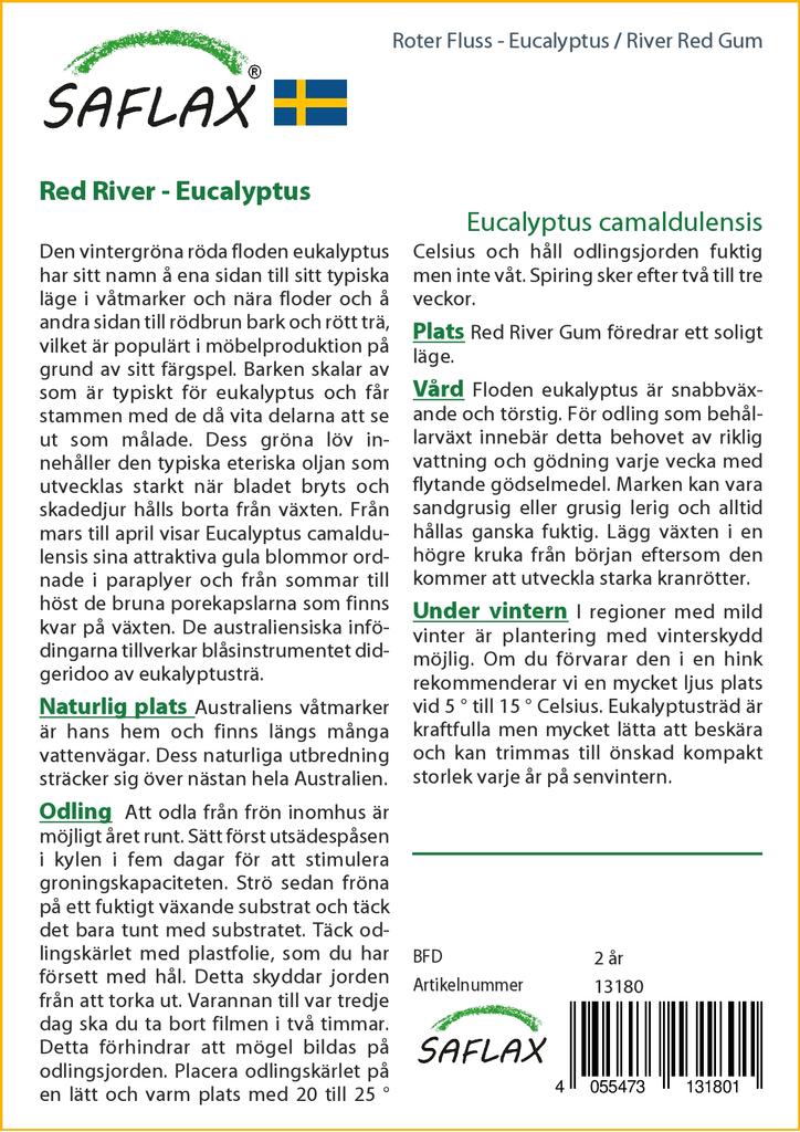 SAFLAX River Red Gum - 200 семян - Eucalyptus camaldulensis