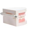 Typodont Demonstration Study Flesh Pink Gums Denture Model Teeth Model Standard Teeth Model
