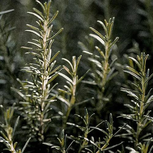 [Рекомендация подарка] Базовый набор Signature (Шампунь 500мл + Лечение 500мл)