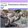 Старик Анд - 40 семян - Oreocereus celsianus
