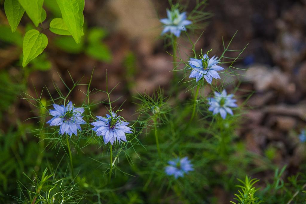 SAFLAX Garden in the Bag - Органический - Черный тмин - 300 семян - С субстратом в подходящем пакете - Nigella sativa