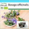 Gift Set - Organic - Borage - 40 Seeds - With Gift Box, Card, Label and Potting Substrate - Borago Officinalis