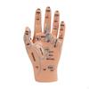 Anatomical Hand Mannequin Chinese Medical Meridians Educational Study Smooth Versatile Teaching Aid