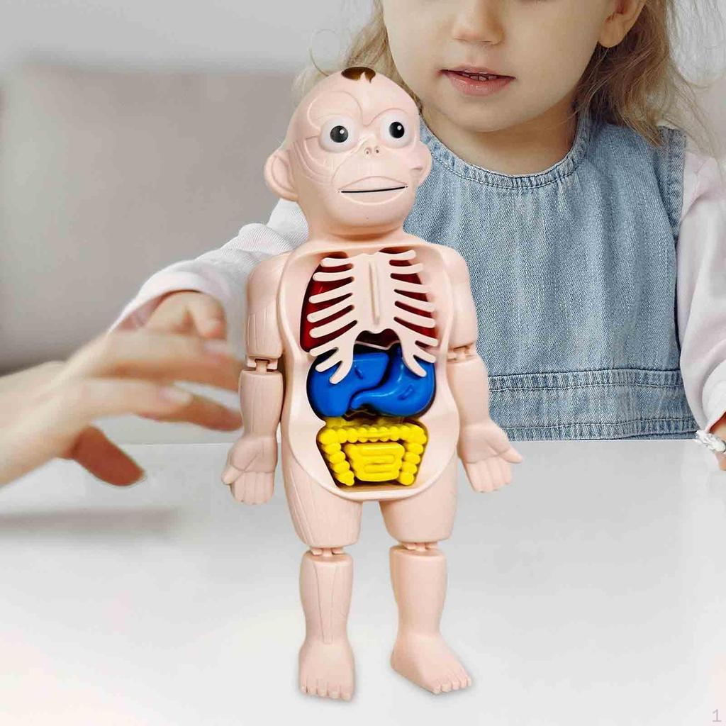Human Body Model for Kids 3D Body, Torso Teaching Aid with Organs and Limbs,