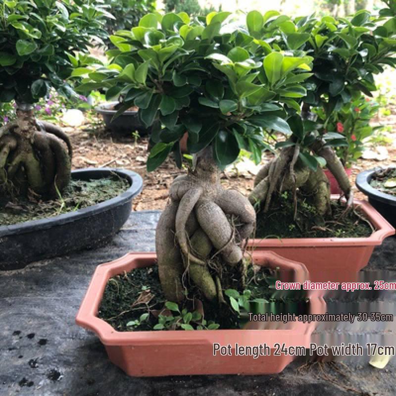Ficus Microcarpa Bonsai: Evergreen Small-Leaf Zen Indoor Plant