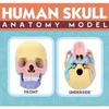 Assembled 4D human skull model, detachable specimen skull model