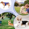 Back for Dogs - IVDD Support Harness for Rehabilitation, Adjustable Size, Durable Material, Lightweight Design