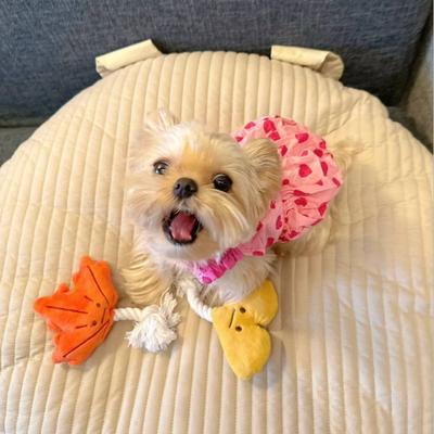 Весенне-летняя одежда для собак Платье «Свежая принцесса» Питомец Мальтийская болонка Шнауцер Йоркширский терьер Тедди Бишон Шиба-ину Кошка