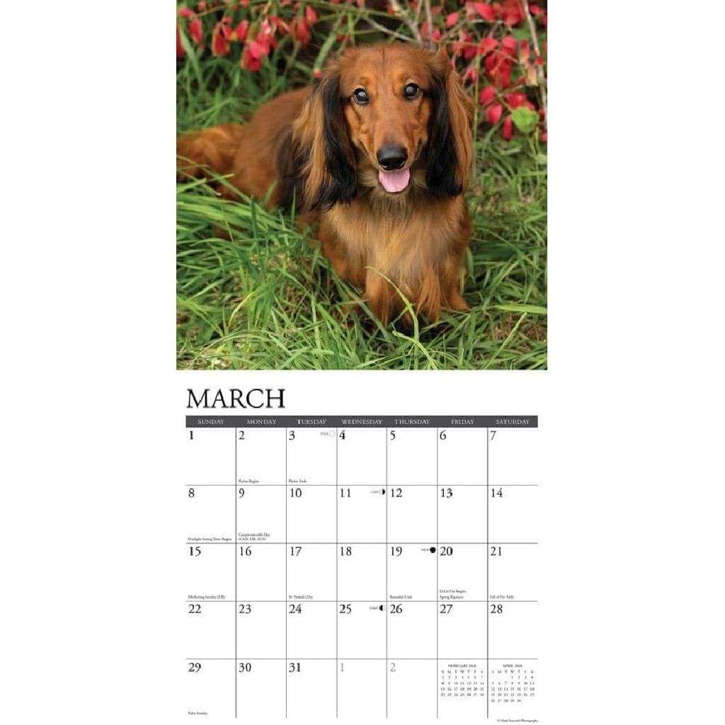 Willow Creek Press, Just Dachshunds 2026 Wall Calendar, 12'' X 12'', 18-Month Calendar with Stapled Binding