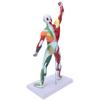 50cm MultiColor Muscular System Model Human Muscles Model Body Muscle Structure Model