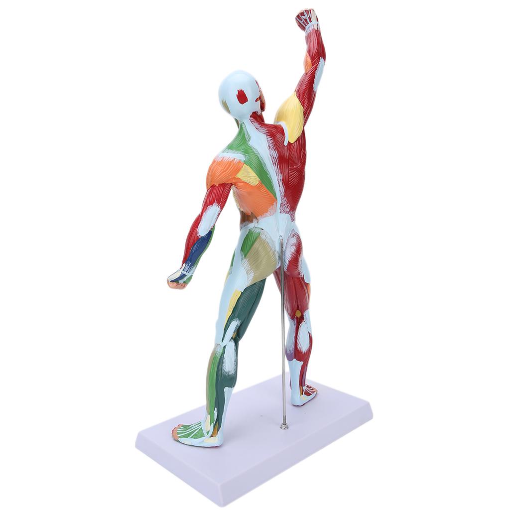 50cm MultiColor Muscular System Model Human Muscles Model Body Muscle Structure Model