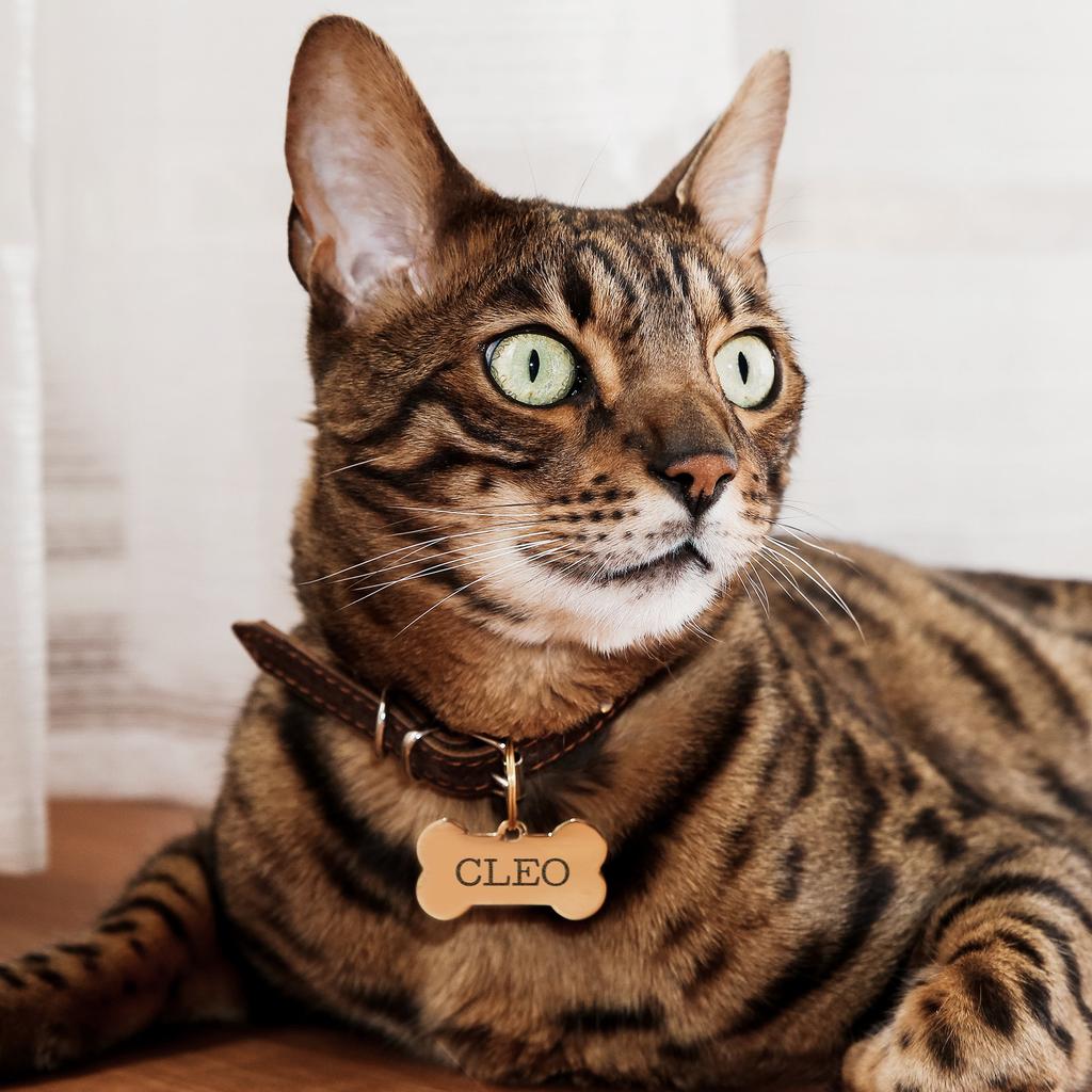 Engraved Bone Pet Tag Personalized Dog Name Tag Double Sided Small Collar Pet ID Tag for Cat Funny Puppy Black Gold Silver 7