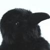 Interesting Crow Plush Toy Soft Plushie Funny Animal Plush Doll Black Crow Doll  Accompany Appease